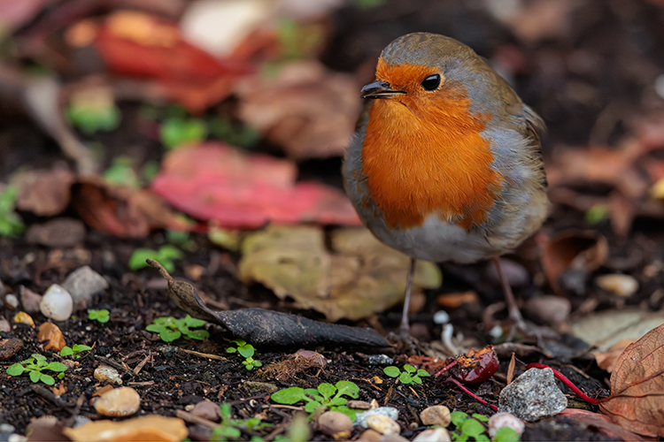Erithacus rubecula Robin chatting